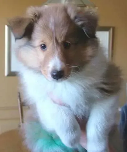 A curious tri-color Sheltie puppy, Bridget, exploring her surroundings from a higher vantage point