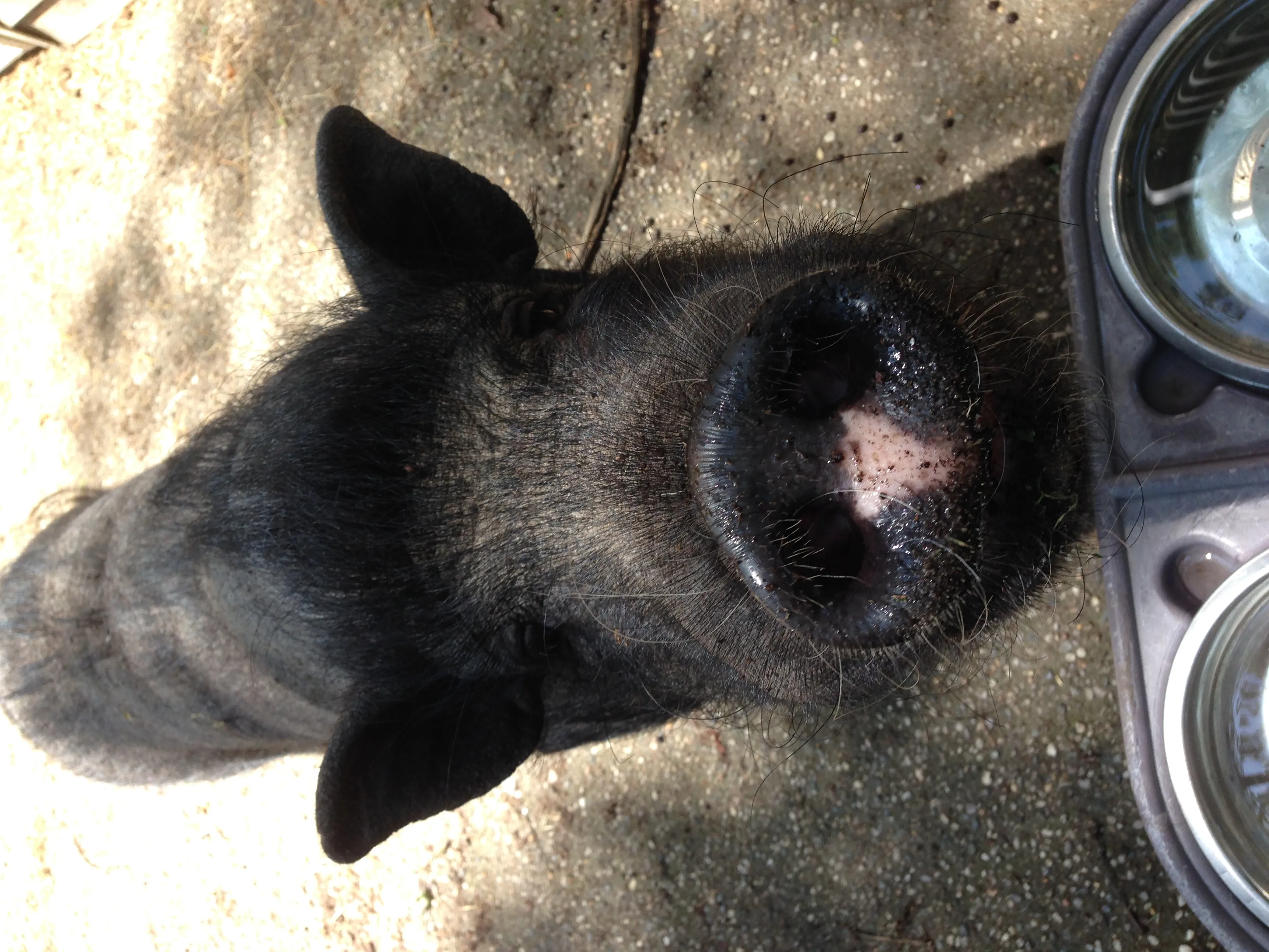A cute cat looking inquisitively, representing diligent cat care provided by a pet sitter.