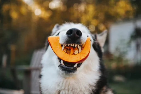 A cute husky puppy with a playful expression, posing next to a carved pumpkin slice that resembles a smile, symbolizing the benefits of pumpkin.