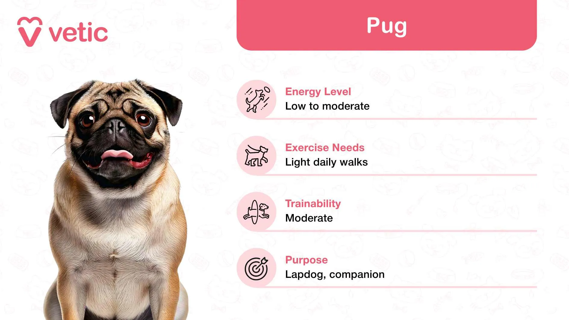 A cute Pug with its distinctive wrinkled face, celebrated as an affectionate and adaptable family-friendly dog breed in India.