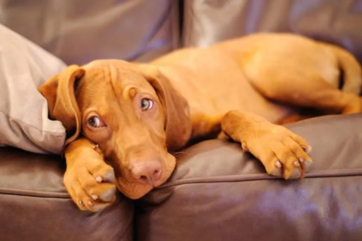 A cute Vizsla puppy relaxing on a couch, highlighting the need for a safe puppy gate in certain areas.