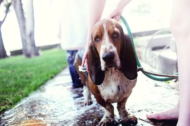A damp and disgruntled Charlie the Basset Hound after a much-disliked bath.