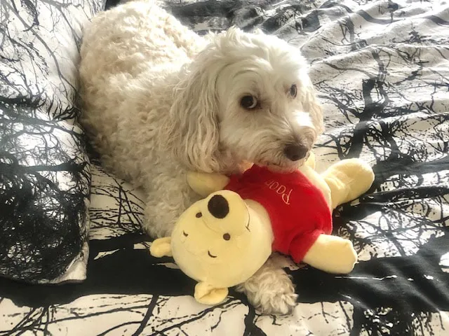 A darling Labradoodle named Jewell, described as having "a bit of an attitude" but much loved.