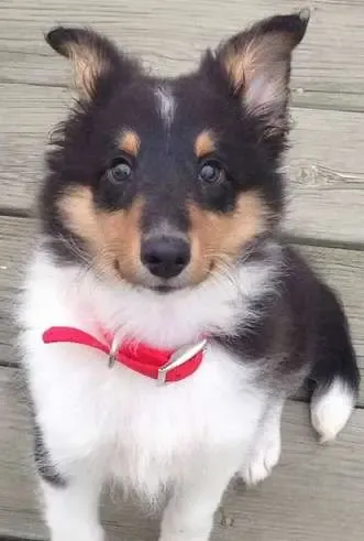 A delighted tri-color Sheltie puppy, Bentley, seemingly performing stand-up comedy