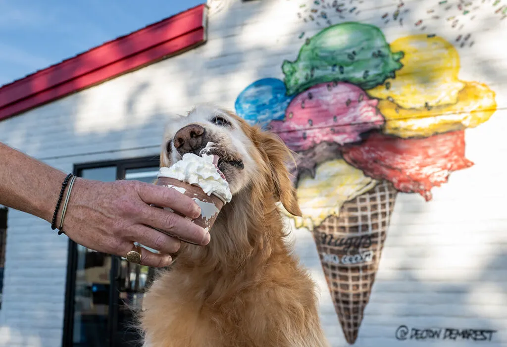 A delightful Golden Retriever happily eating a whipped cream treat at Nuggs Ice Cream, set against a vibrant ice cream mural.