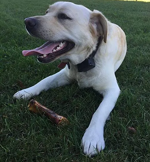 A determined dog enthusiastically chewing on a robust, long-lasting marrow bone