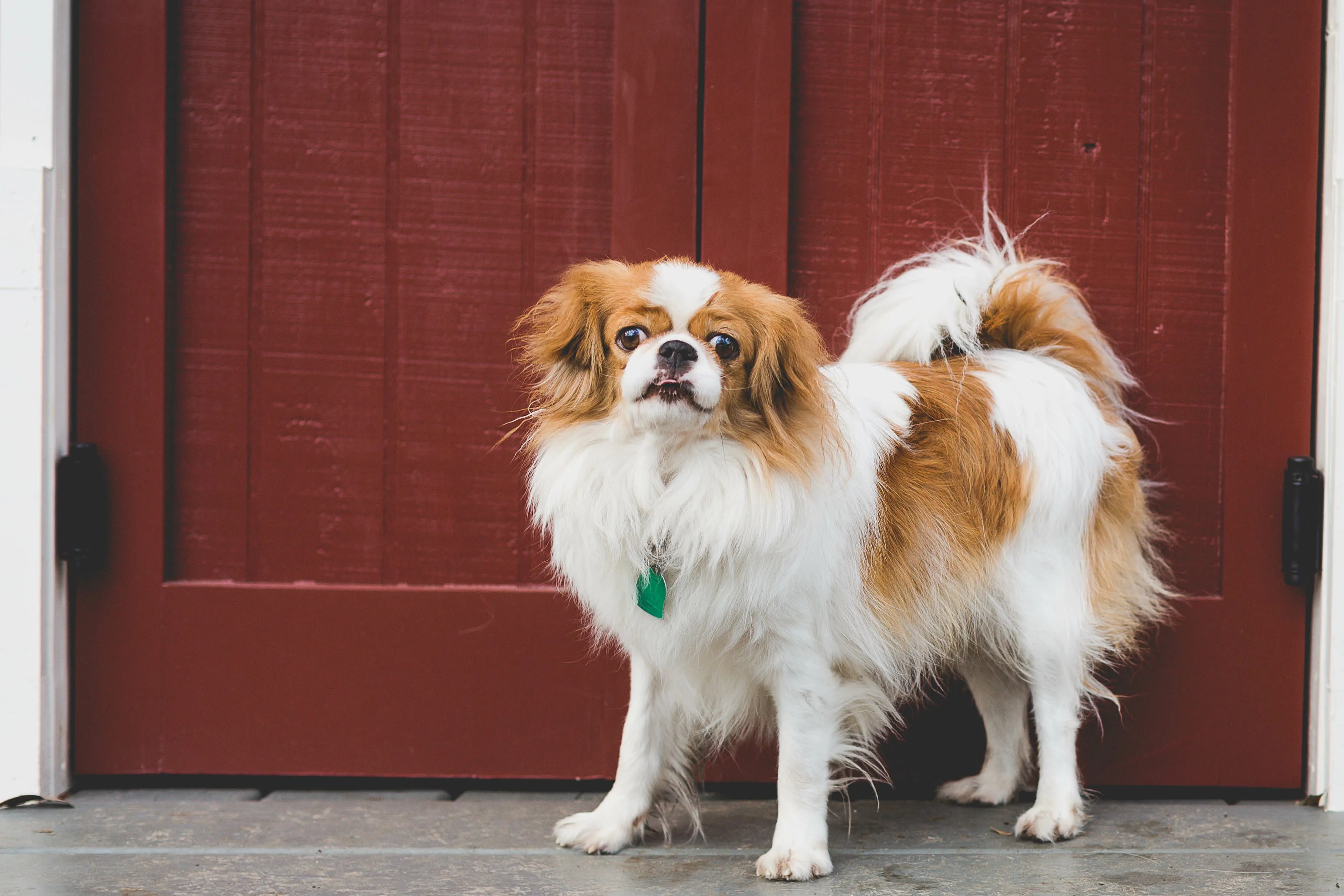 A dignified brown and white Japanese Chin standing gracefully in front of a red door.