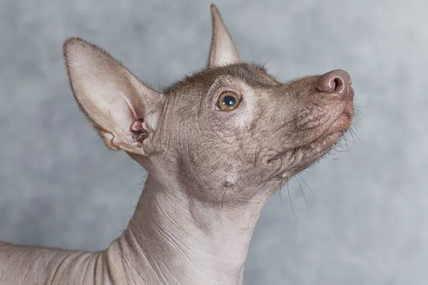 A distinctive Hairless Xoloitzcuintli, an ancient and rare small dog breed, perfect for those seeking a dog that doesn't shed, with minimal hair on its head.