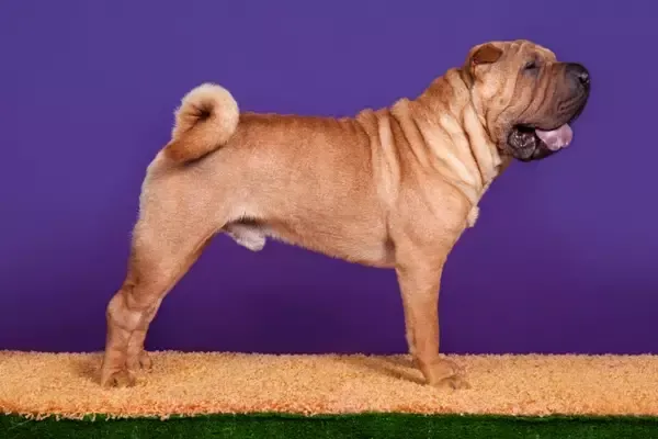 A distinctive Shar Pei dog with wrinkled skin, known for its historical role as a guard dog, standing alertly.