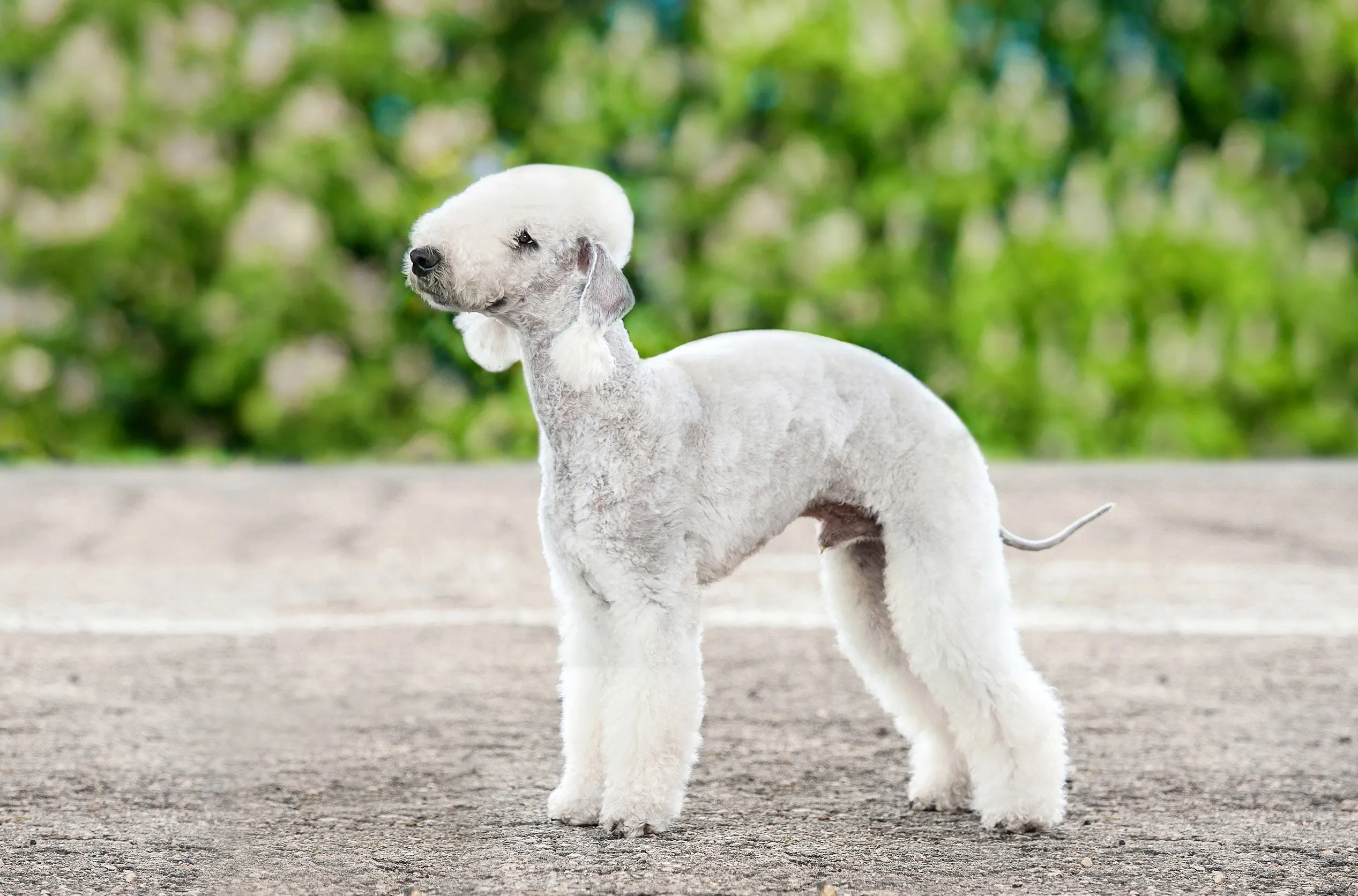 A distinctive white Bedlington Terrier with a lamb-like appearance, standing elegantly and looking upwards.