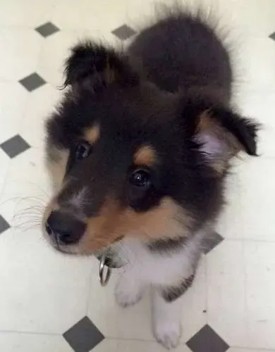A distinguished sable Sheltie puppy, Fred, showcasing his impressive "butt fluff"