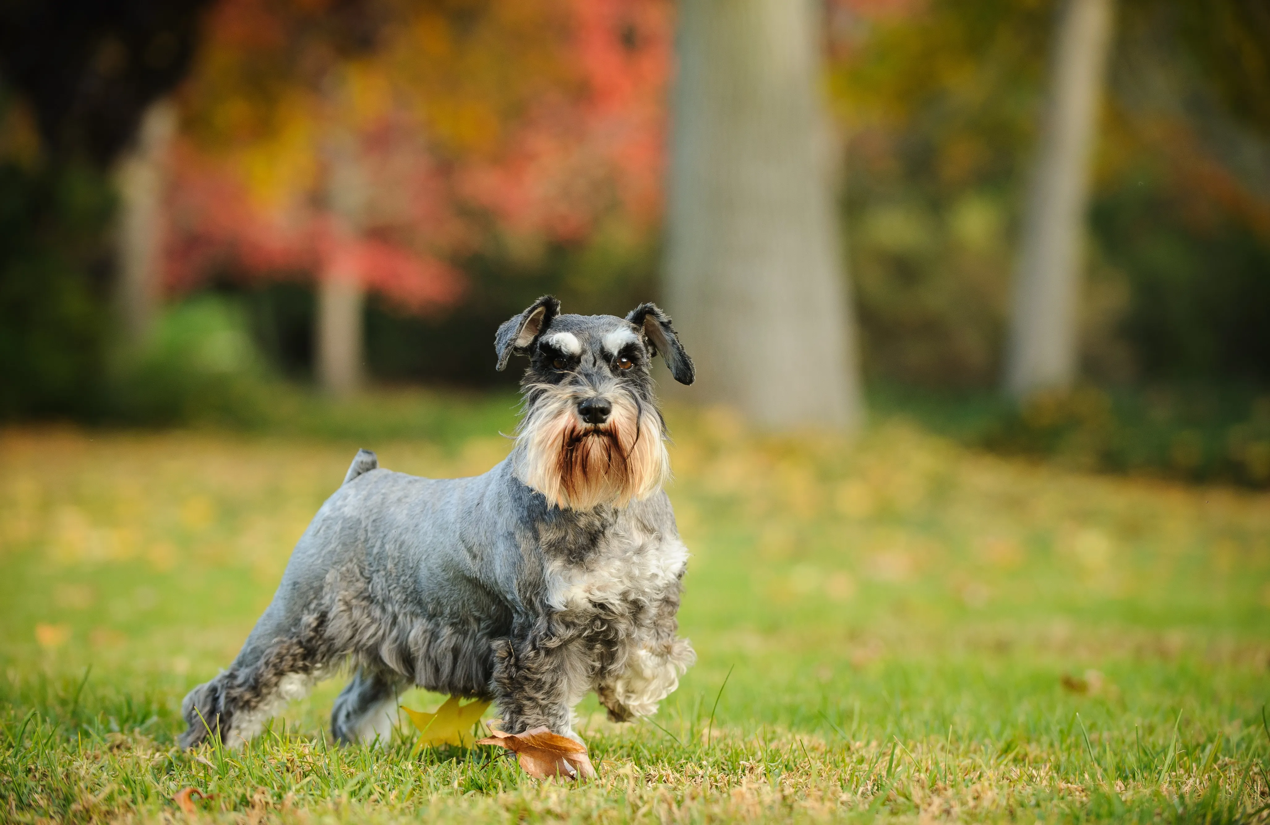 A distinguished salt and pepper Miniature Schnauzer striking a pose in a beautiful park.