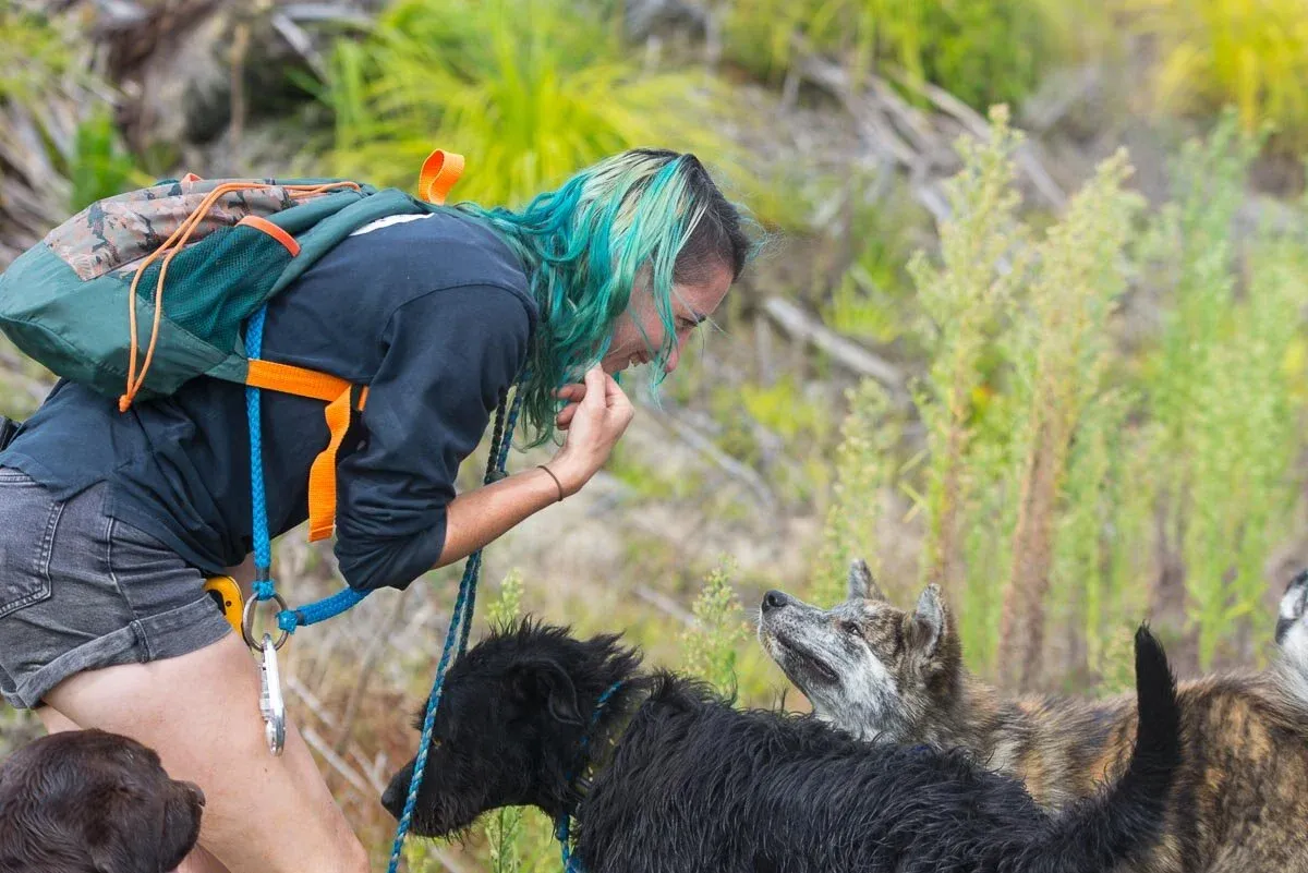 A diverse group of dogs follows their professional dog walker closely on a dirt path, demonstrating calm and disciplined pack walking in Auckland.