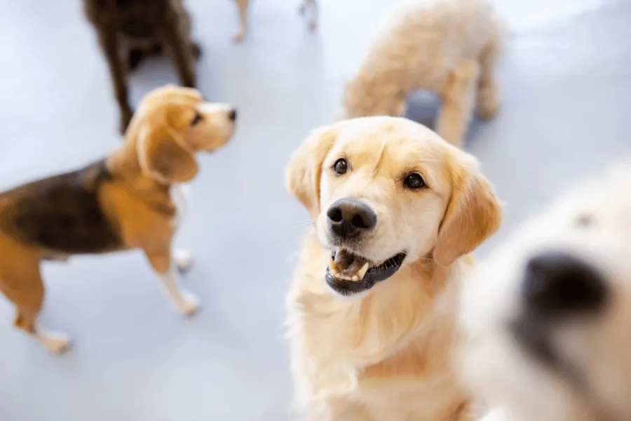 A diverse group of dogs walking together in an outdoor play area at a doggy daycare