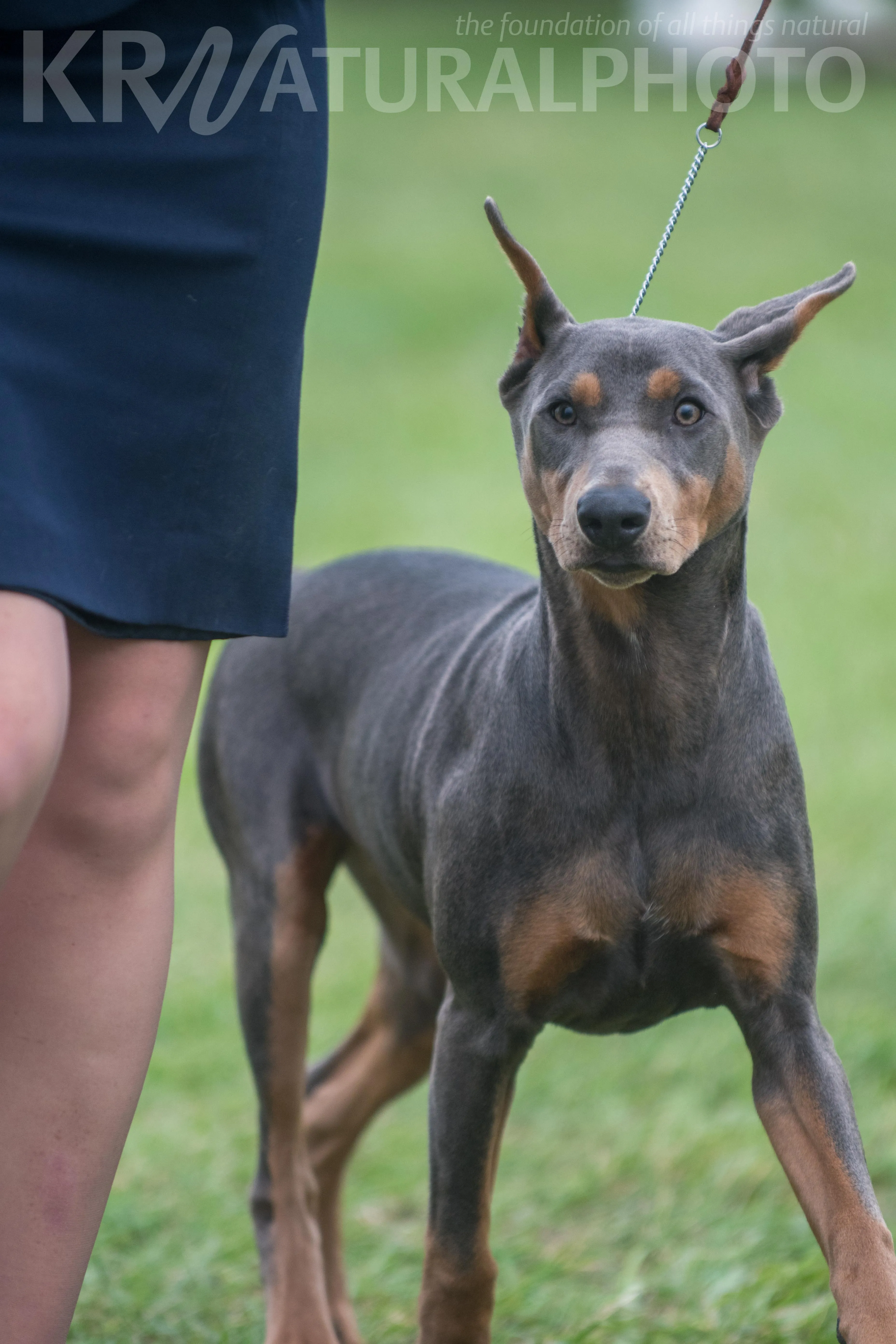 A Doberman Pinscher with a blue coat, showcasing its unique coloration and elegant build.