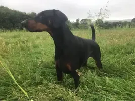 A Doberman Pinscher with its natural ears slightly perked, showcasing its alert expression