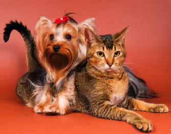 A dog and a cat interacting, symbolizing the contrasting poetic voices explored in 'I Could Chew on This' and 'I Could Pee on This'