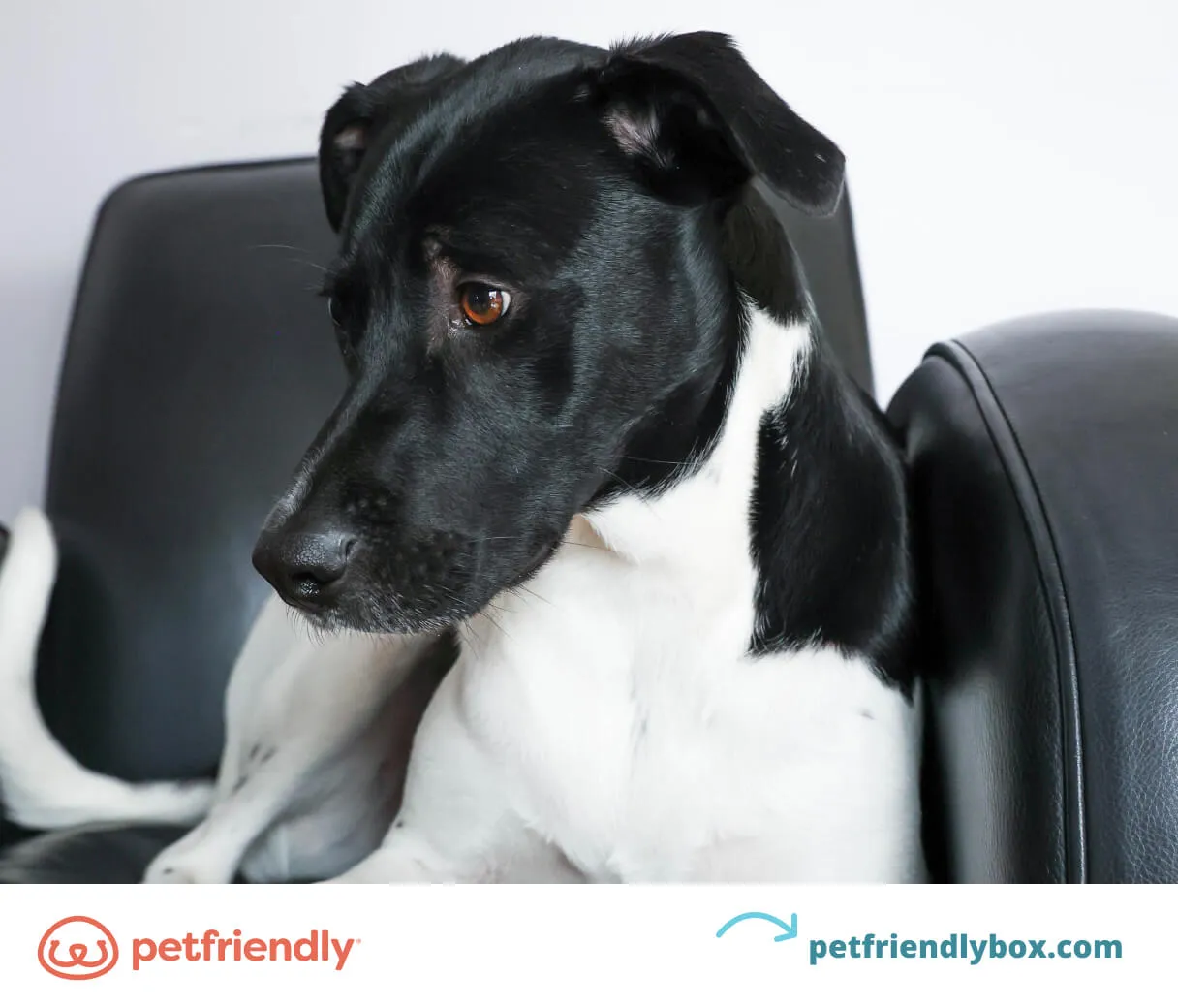 A dog attentively listening to its owner, highlighting final tips for trick training