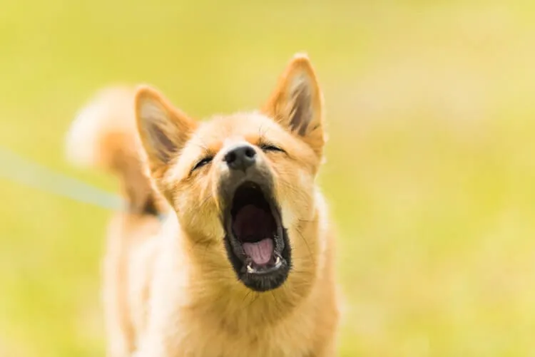 A dog barking excessively, a common nuisance that can be addressed with remote training collars.