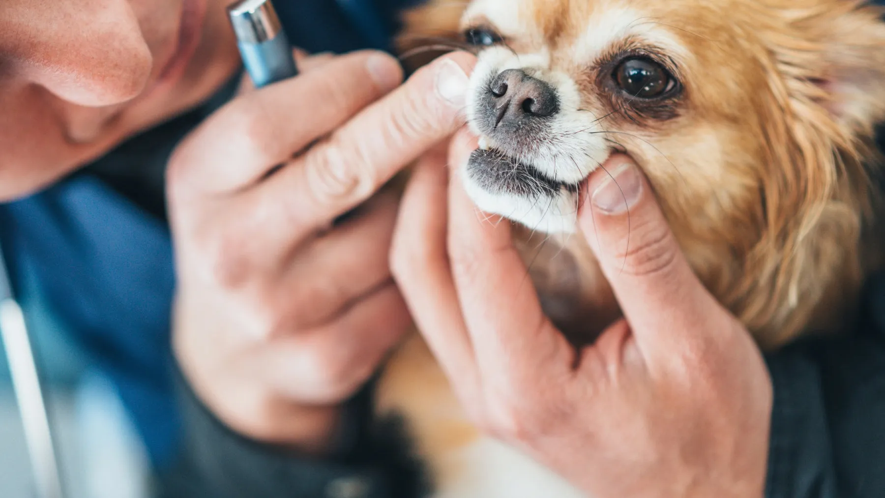 A dog being examined by a veterinarian in a clinic.