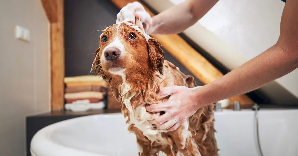 A dog being gently bathed with a focus on its skin.