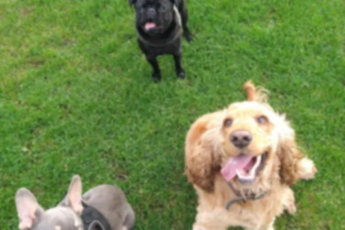 A dog being happily greeted by a walker