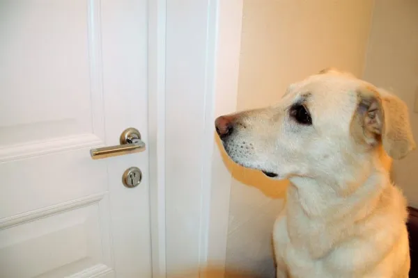 A dog calmly sitting by the door, receiving positive reinforcement