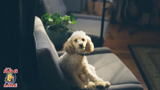 A dog calmly sitting on a couch, demonstrating a successful "sit" command during e-collar training.