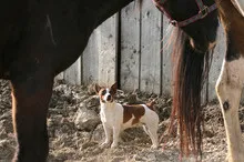 A dog curiously sniffing at a pile of horse manure