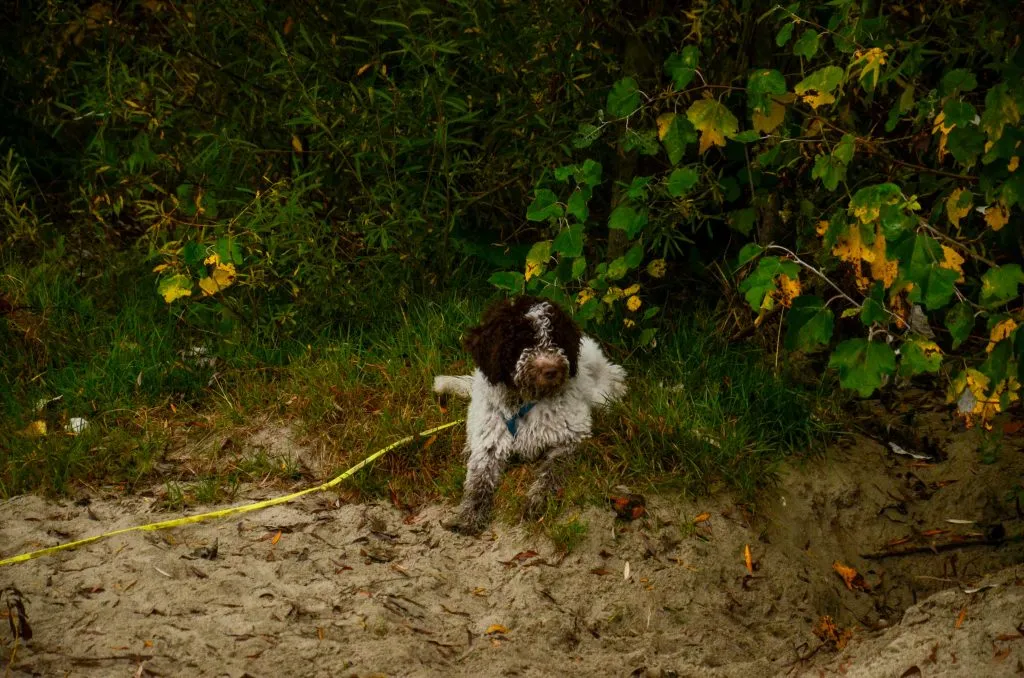 A dog deeply engrossed in a sniff search on the ground, demonstrating how scent work provides mental enrichment during a dog walk.