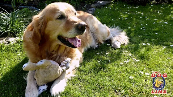 A dog digging in a garden, highlighting the behavior that needs correction.