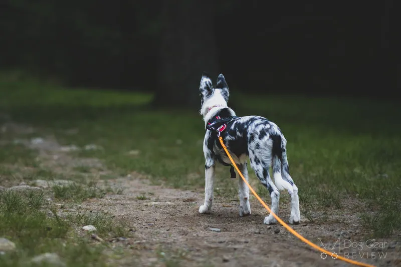 A dog dragging a thin, lightweight long training leash (dragline) across a grassy field.