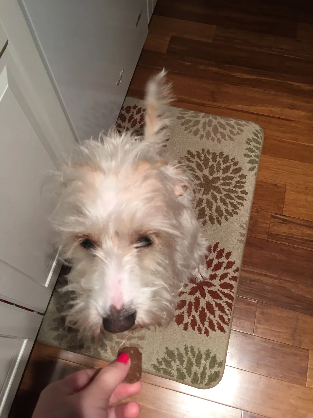 A dog eagerly looking at a Three Dog Bakery "ice cream" treat, with its tail wagging excitedly.