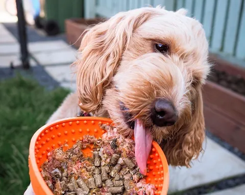 A dog eating from a bowl of raw food