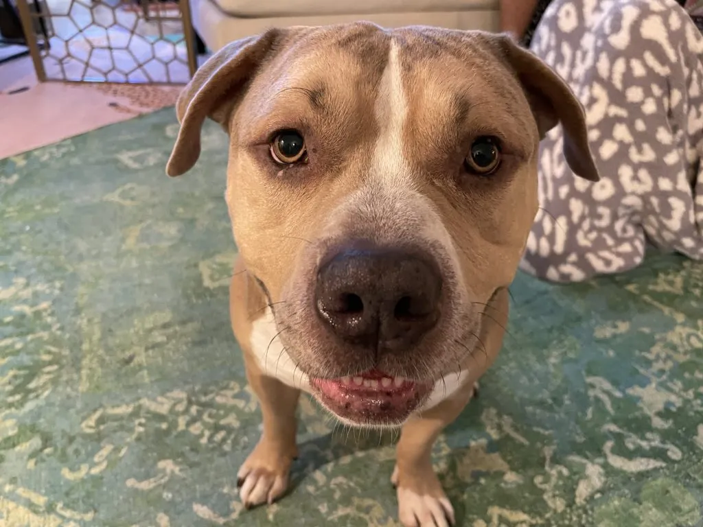 A dog eating treats from a person's hand