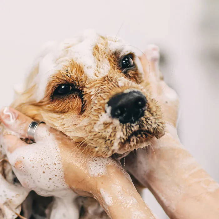 A dog enjoying a bath at Urban Pooch grooming salon, highlighting the spa-like experience and professional care