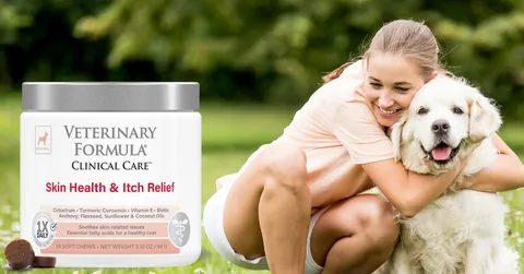 A dog enjoying a treat, with a healthy and shiny coat visible.