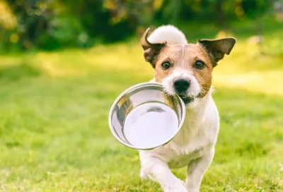 A dog enjoys a healthy meal specifically formulated for kidney disease, possibly containing fish, highlighting dietary management for dogs with kidney issues.