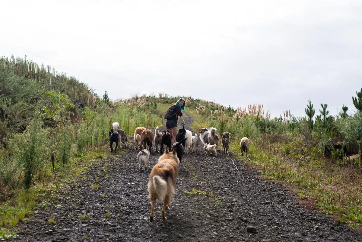 A dog enjoys a refreshing splash in shallow water, showing the fun and varied environments experienced during professional pack walking in Auckland.