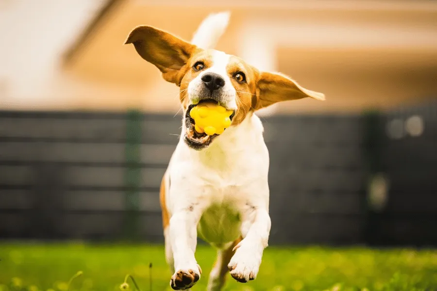 A dog enthusiastically running and playing with a yellow ball outdoors at a doggy daycare