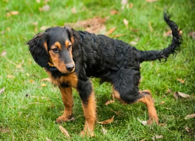 A dog experiencing constipation, a possible cause of nausea and stomach discomfort