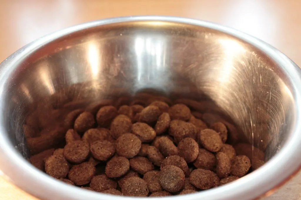 A dog food bowl filled with dry kibble, representing the daily meal and nutritional choices for South African dogs