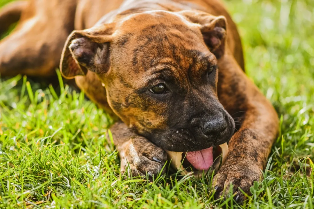 A dog happily chewing on a raw bone with meat attached