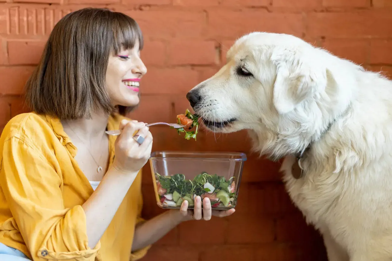 A dog happily eating a piece of vegetable