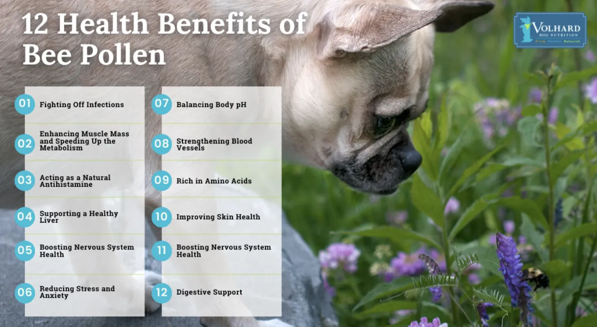 A dog happily eating from a bowl