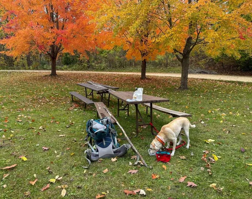 A dog happily eating treats during a hike.