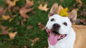 A dog happily interacting with a sitter