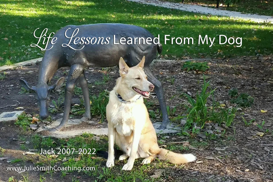 A dog happily panting with its tongue out, lying on a patch of green grass