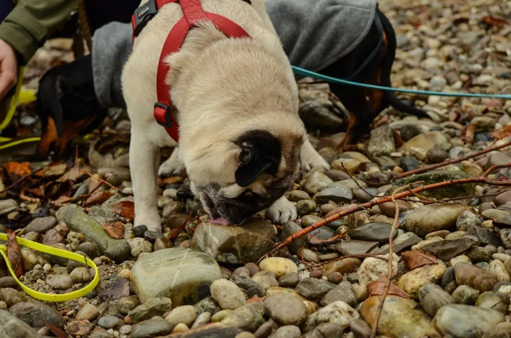 A dog happily taking a treat from a professional dog walker, highlighting positive reinforcement as a key tool for managing canine groups.