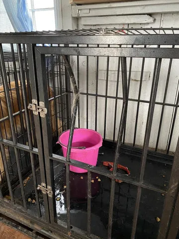 A dog has bent the bars on a heavy-duty metal crate, indicating it's not truly indestructible.